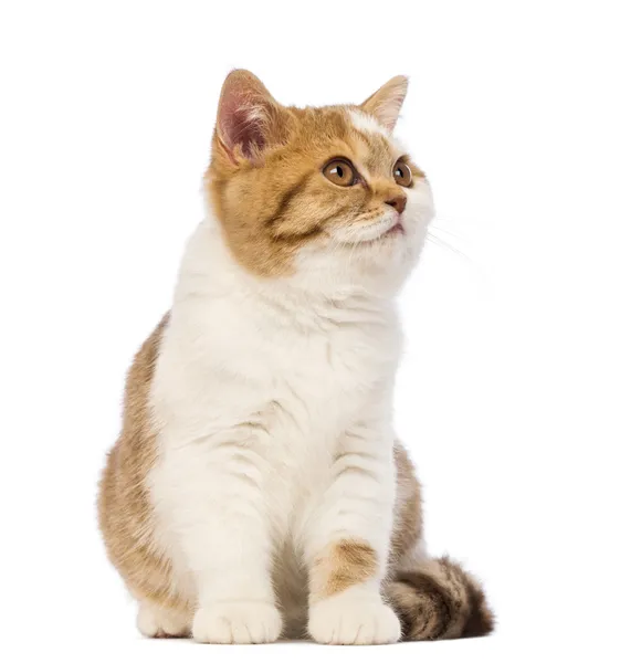 British Shorthair gatito, 3.5 meses de edad, sentado y mirando hacia otro lado en frente de fondo blanco —  Fotos de Stock