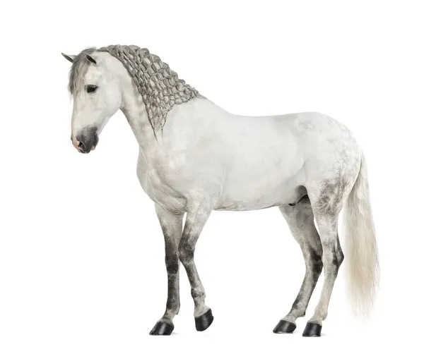 Seitenansicht eines andalusischen Männchens mit geflochtener Mähne, 7 Jahre alt, auch als reinspanisches Pferd oder vor weißem Hintergrund bekannt — Stockfoto