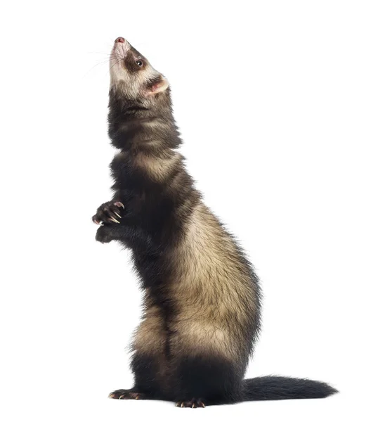 Ferret standing on hind legs and looking up in front of white ba — Stock Photo, Image