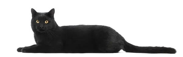 Чорний кіт лежить і дивиться на камеру, ізольований на білому — стокове фото