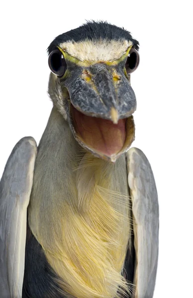 Närbild av en båt - fakturerade heron boatbill - cochlearius cochlea — Stockfoto