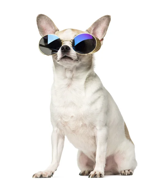 Chihuahua (2 jaar oud) zitten en dragen van een zonnebril, geïsoleerd — Stockfoto