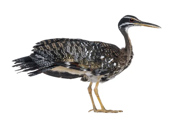 Sunbittern - Eurypyga helias - Isolated on White — Stock Photo, Image