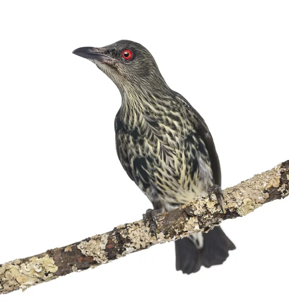 Juvenil metalliska starling - aplonis metallica - isolerad på whi — Stockfoto