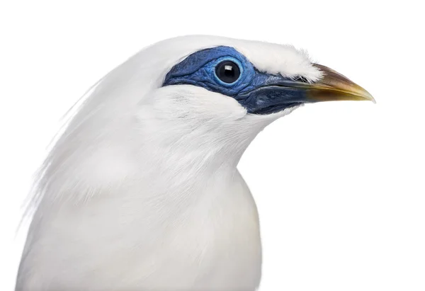 Close-up of a Rothschild's Swift - Cypseloides rothschildi - iso — Stock Photo, Image