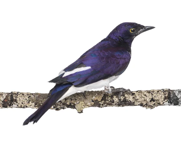 Mannelijke violet-backed starling op een tak - cinnyricinclus leucoga — Stockfoto