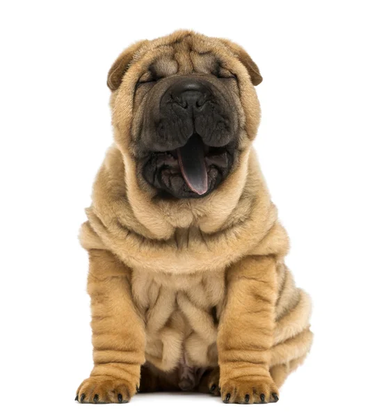 Front view of a Shar pei puppy, open mouth, Zawning, sitting (1 — стоковое фото