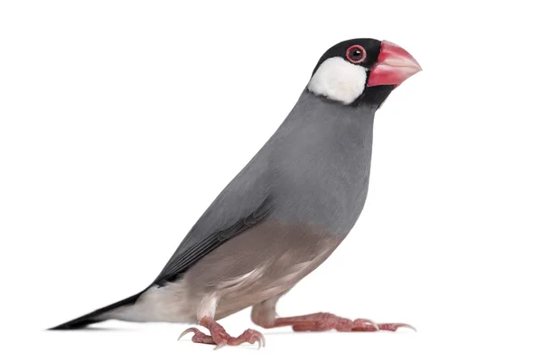 Java Sparrow - Padda oryzivora - isolated on white — Stock Photo, Image