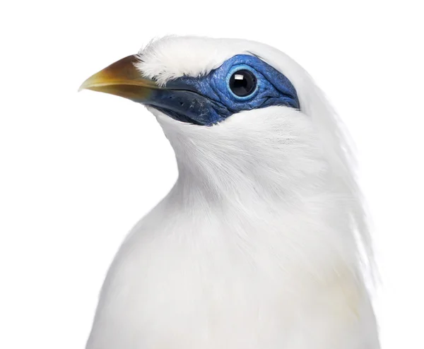 Close-up van een Rothschild Swift - Cypseloides rothschildi - iso — Stockfoto