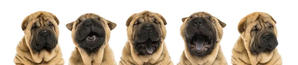 View of Shar pei puppy heads (11 weeks old) yawning - isolated o — Stock Photo, Image