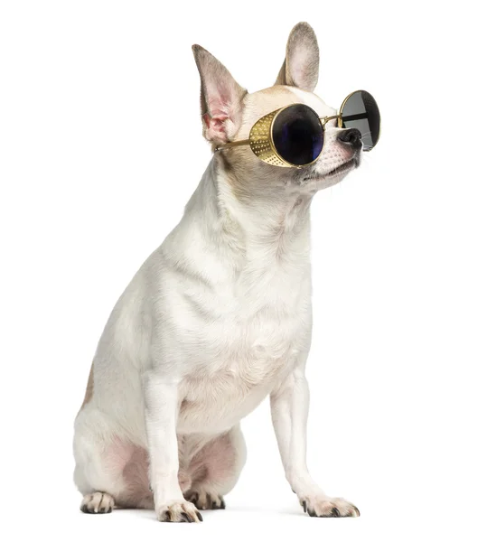 Chihuahua (2 years old) sitting and wearing sunglasses, isolated — Stock Photo, Image