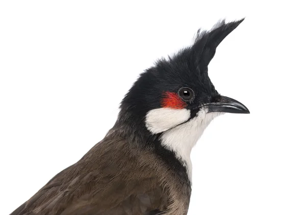 Zbliżenie: czerwony wąsaty bulbul - pycnonotus jocosus - isolat — Zdjęcie stockowe