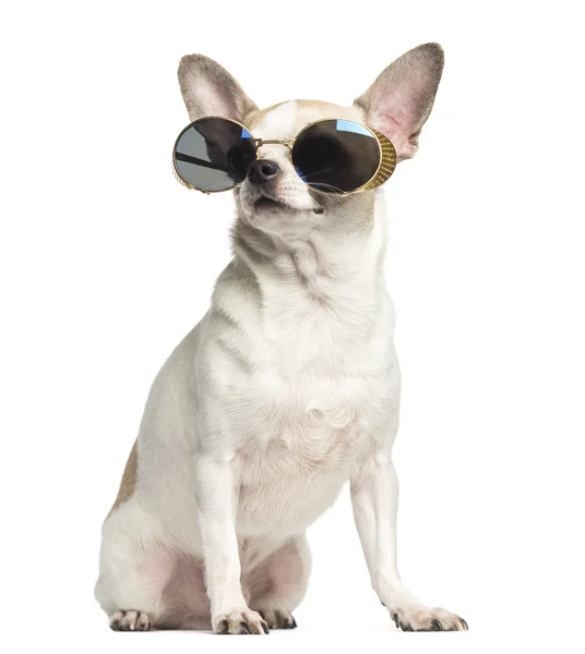 Chihuahua (2 lat temu) siedzi i nosi okulary, na białym tle — Zdjęcie stockowe