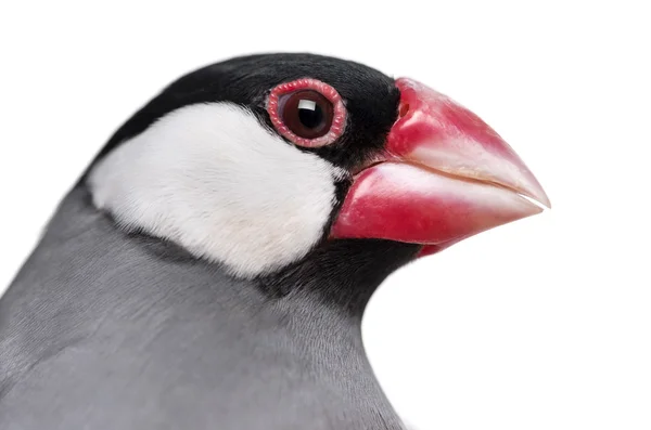 Close-up of a Java Sparrow- Padda oryzivora - isolated on white — Stock Photo, Image