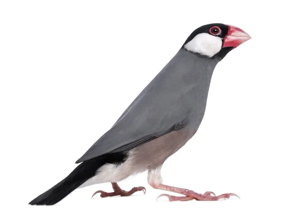 Java Sparrow - Padda oryzivora - isolated on white — Stock Photo, Image