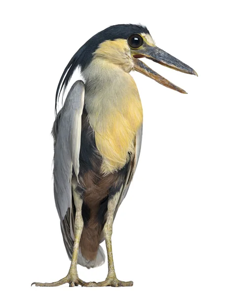 Båt - fakturerade heron boatbill - cochlearius cochlearius - isolerade — Stockfoto