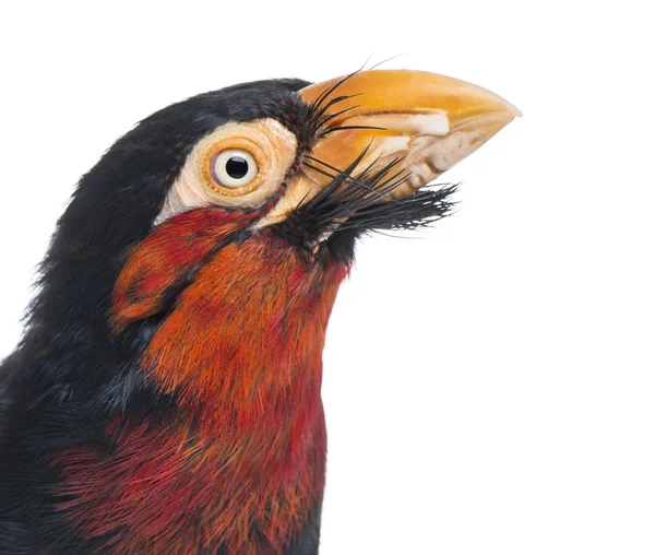 Close-up of a Bearded Barbet - Lybius dubius — Stock Photo, Image