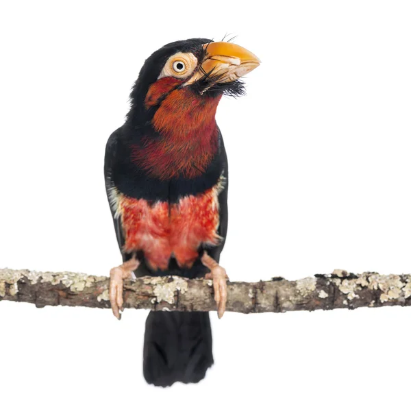 Bearded Barbet on a branch - Lybius dubius — Stock Photo, Image