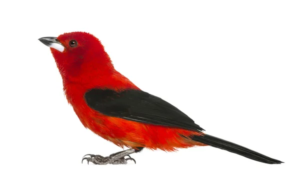 Brasilianska tanager - ramphocelus bresilius - isolerad på vit — Stockfoto