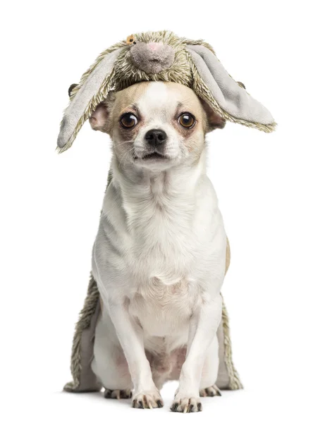 Chihuahua (2 år) sitter med en kvav leksak på huvudet, — Stockfoto