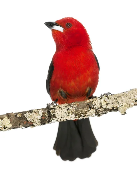 Brazilian Tanager perched on a branch - Ramphocelus bresilius - — Stock Photo, Image