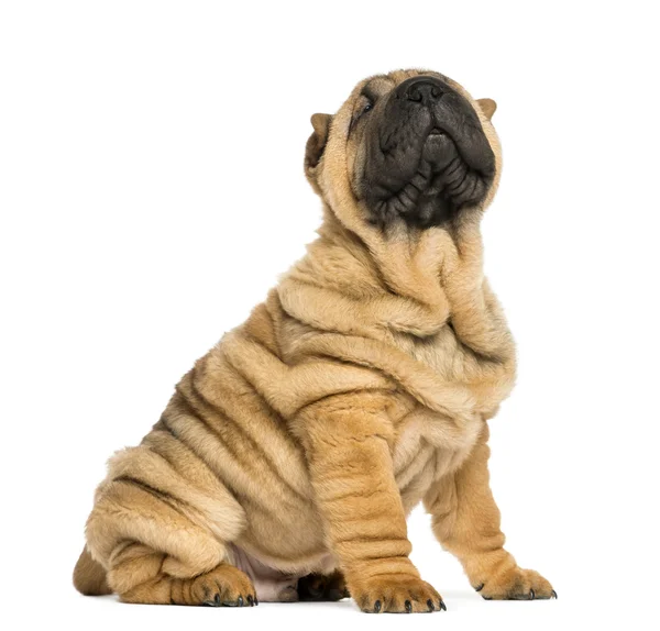 Shar pei puppy sitting and looking up (11 weeks old) isolated on — Stock Photo, Image