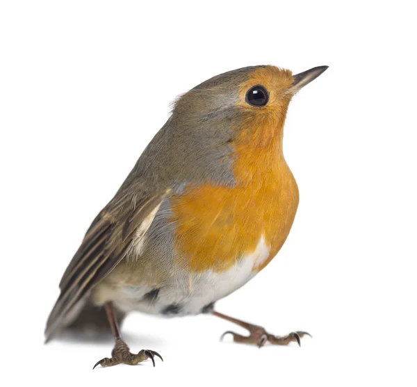 Rotkehlchen - erithacus rubecula - isoliert auf weiß — Stockfoto