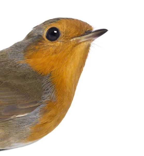 Gros plan sur un Robin européen - Erithacus rubecula - isolé sur — Photo