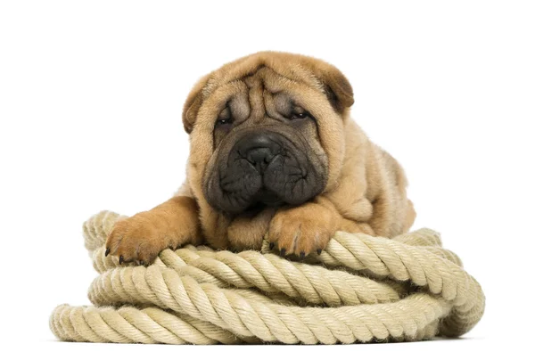 Shar pei cachorro (11 semanas de edad) acostado en la cuerda - aislado en blanco — Foto de Stock