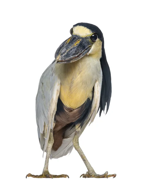 Barco Heron Boatbill - Cochlearius cochlearius - isolado — Fotografia de Stock
