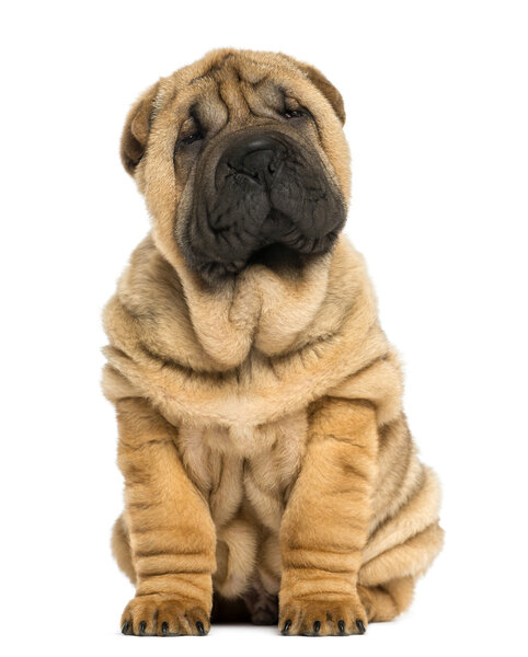 Shar pei puppy sitting (11 weeks old) isolated on white