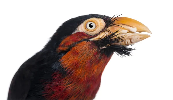 ひげを生やした barbet は-lybius デゥビウスのクローズ アップ — ストック写真