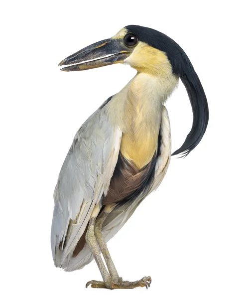 Boot - billed heron boatbill - cochlearius cochlearius - geïsoleerd — Stockfoto