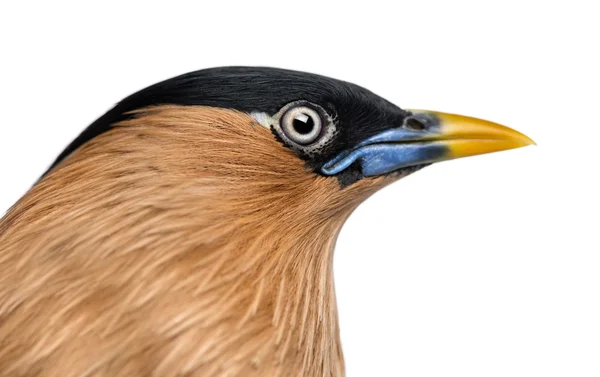 Närbild av ett brahminy myna - sturnia pagodarum - isolerad på wh — Stockfoto