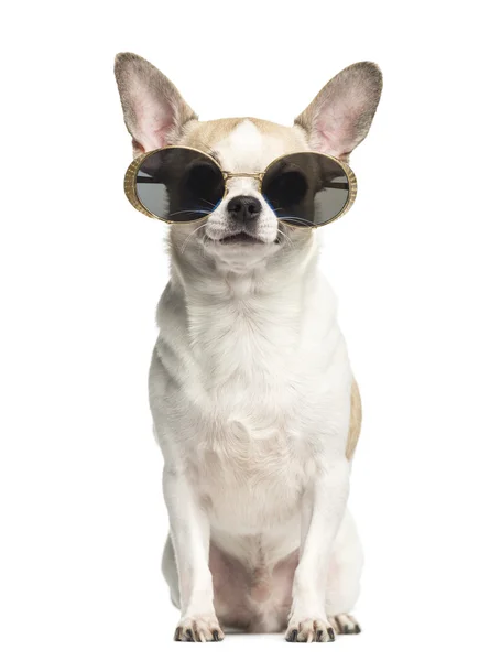 Chihuahua (2 yaşında) oturan ve izole güneş gözlüğü takıyor — Stok fotoğraf