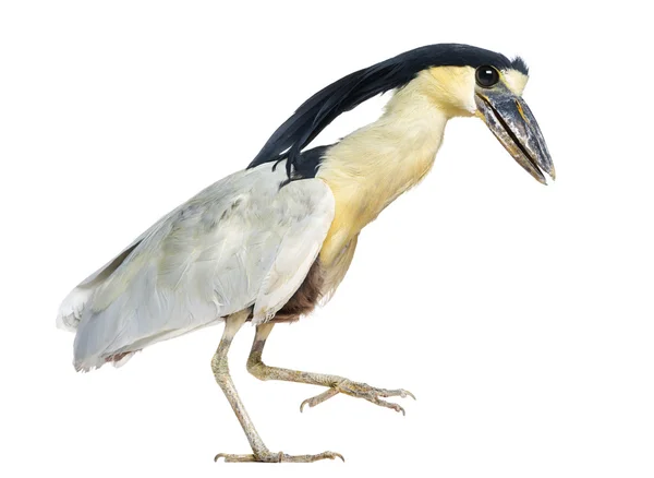 Boat-billed Heron Boatbill - Cochlearius cochlearius - isolated — Stock Photo, Image