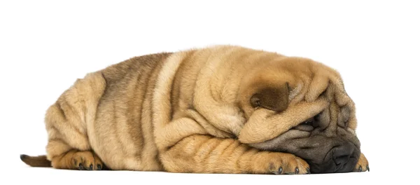 Shar pei cachorro deitado (11 semanas de idade) isolado em branco — Fotografia de Stock