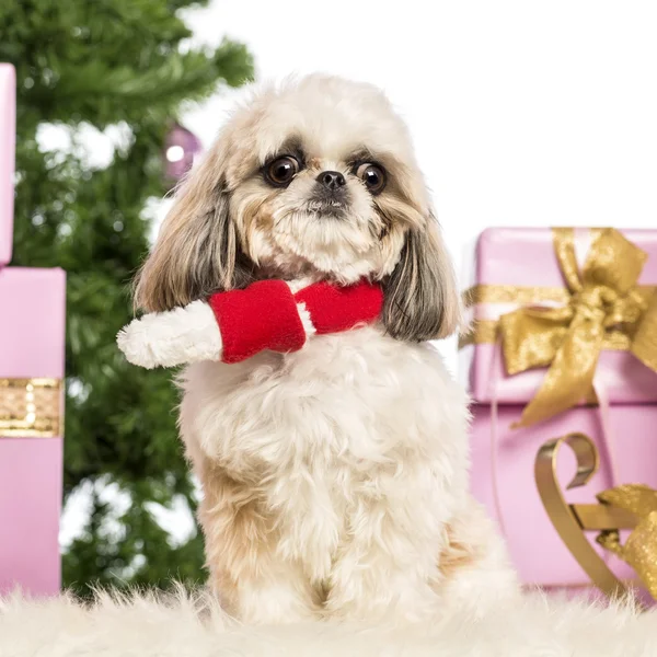 Shih Tzu seduto e indossa una sciarpa di Natale davanti alle decorazioni natalizie sullo sfondo bianco — Foto Stock