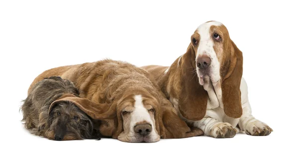 Due Basset Hounds e un bassotto sdraiato, isolato su bianco, isol — Foto Stock