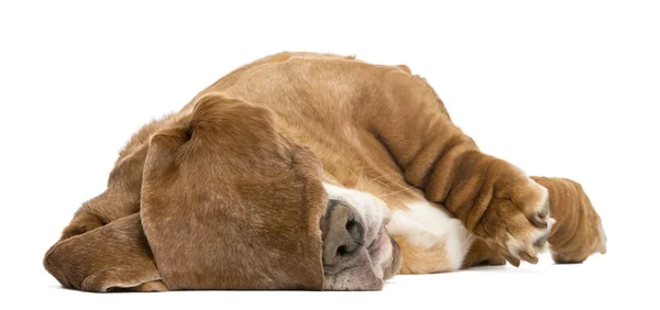 短腿猎犬躺下睡觉用其耳朵隐藏它的眼睛，我 — 图库照片