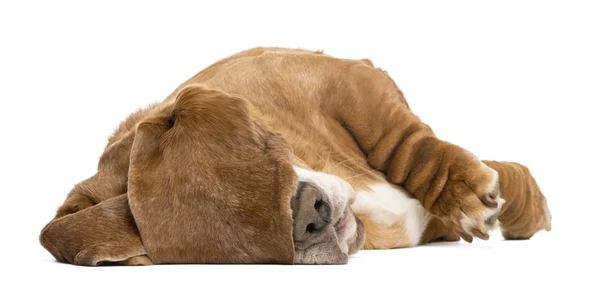 Basset hound liggen en slapen met haar oren verbergen haar ogen, ik — Stockfoto