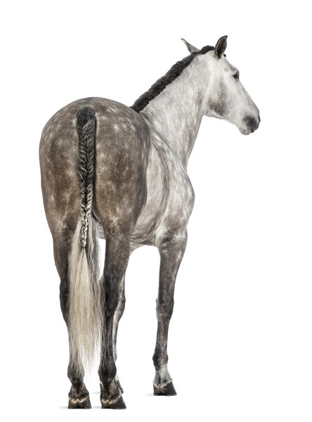 Андалузский вид сзади, 7 лет, также известный как чистая испанская лошадь или PRE на белом фоне
