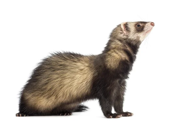 Ferret, 9 months old, sitting and looking up in front of white background — Stock Photo, Image