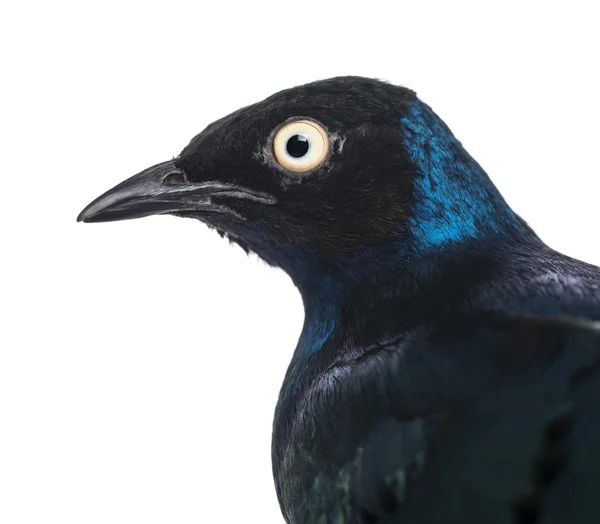Close-up of a Superb Starling - Lamprotornis superbus - isolated — Stock Photo, Image