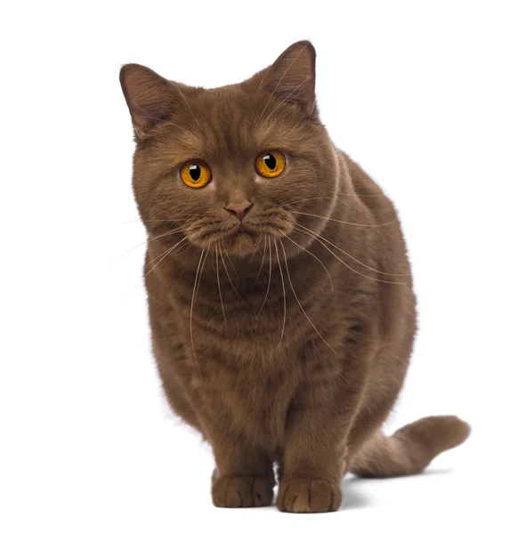 British Shorthair, 20 months old, standing and looking at the camera in front of white background — Stock Photo, Image