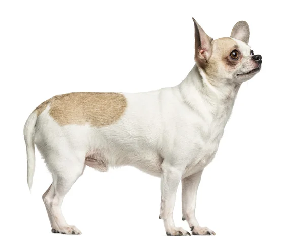 Chihuahua (2 years old) standing and looking up, isolated on whi — Stock Photo, Image