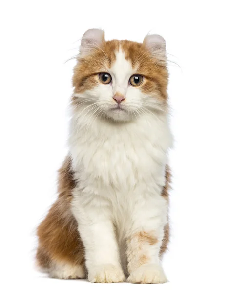 American Curl kitten, 3 months old, sitting and looking at the camera in front of white background — Stock Photo, Image