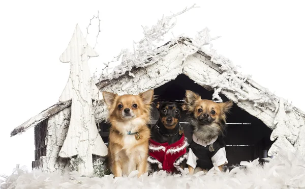 Chihuahuas συνεδρίαση και ντυμένος μπροστά από την σκηνή nativity Χριστουγέννων με χριστουγεννιάτικο δέντρο και χιόνι λευκό φόντο — Φωτογραφία Αρχείου