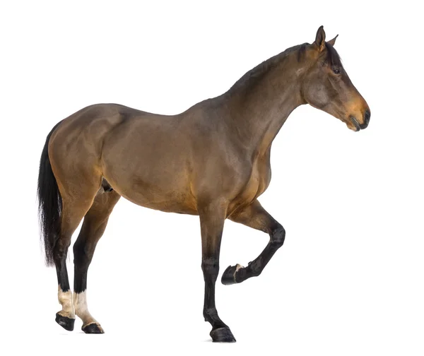 Seitenansicht eines männlichen belgischen Warmbluts, bwp, 3 Jahre alt, vor weißem Hintergrund — Stockfoto