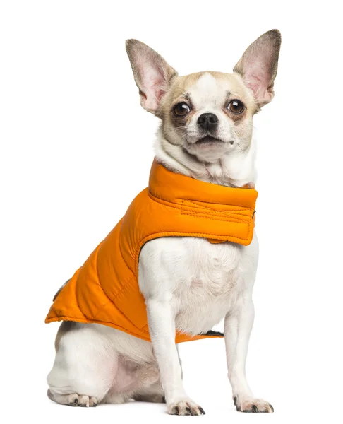 Chihuahua (2 años) sentado y usando un abrigo naranja, isol —  Fotos de Stock